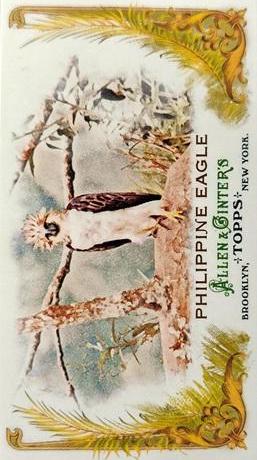 Philippine Eagle #AP15