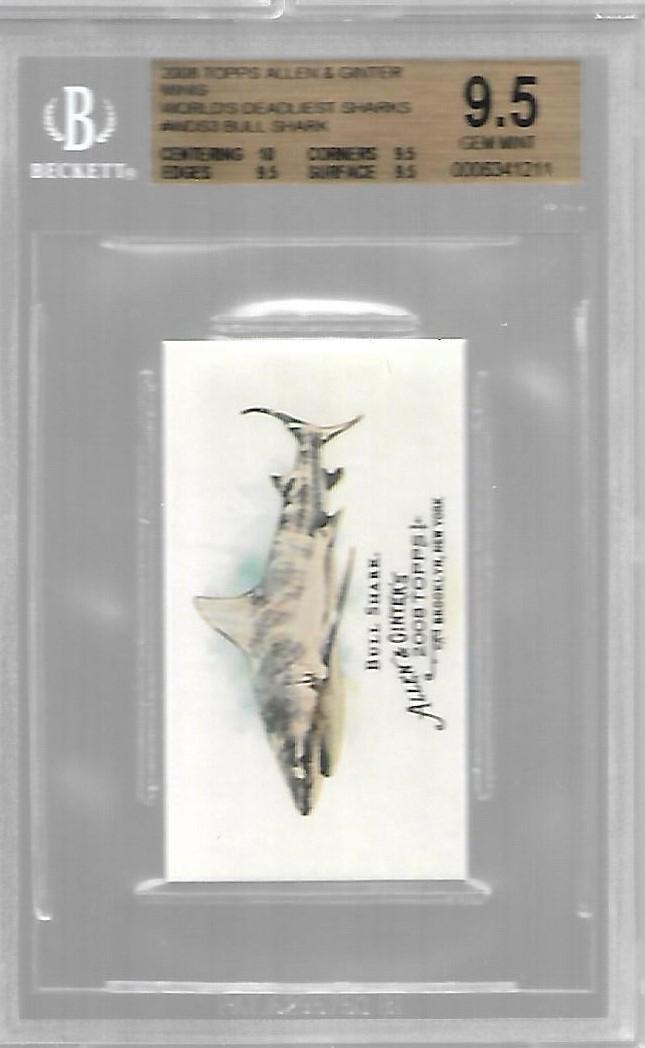 Bull Shark #WDS3
