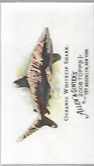 Oceanic Whitetip Shark #WDS4