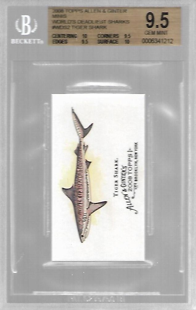 Tiger Shark #WDS2