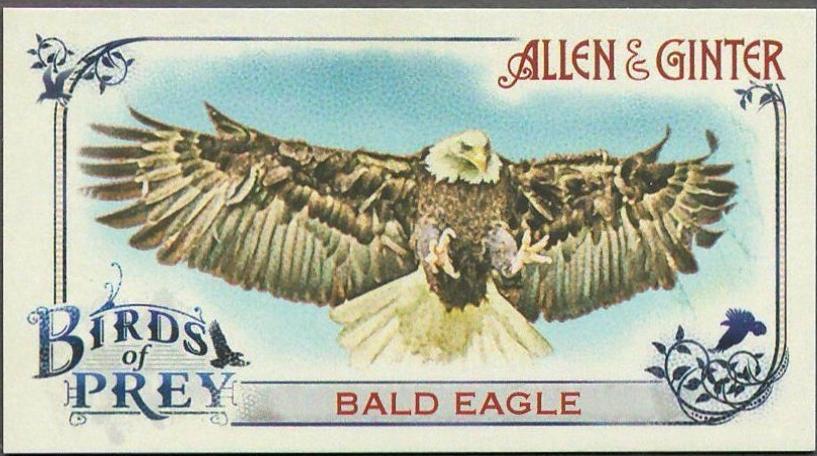 Bald Eagle #BP-2