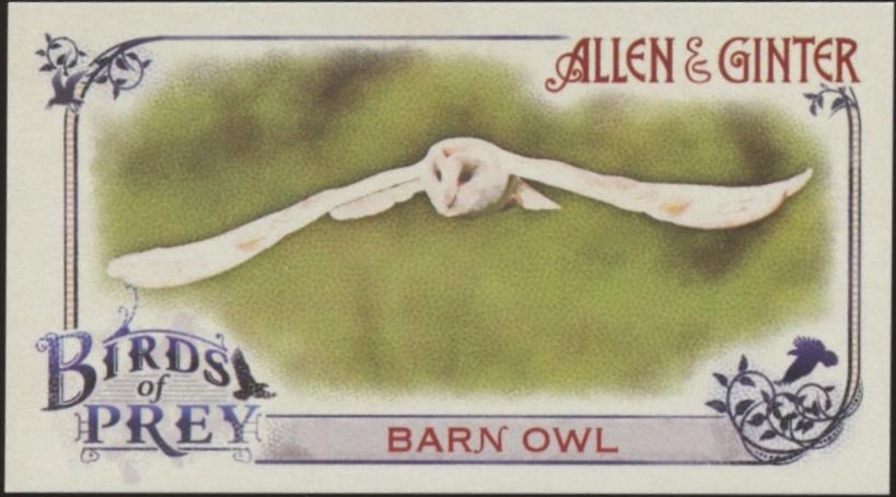 Barn Owl #BP-10