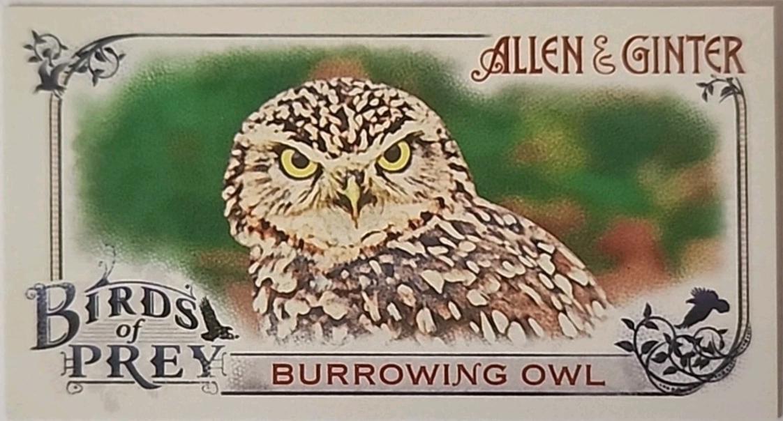 Burrowing Owl #BP-4