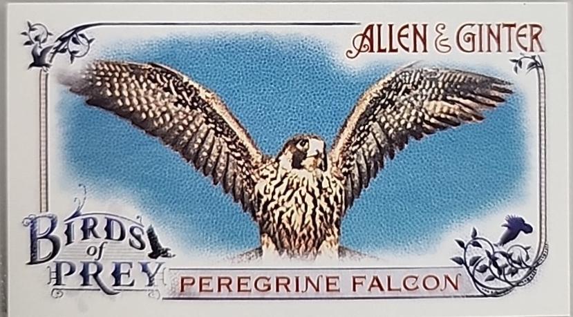 Peregrine Falcon #BP-8