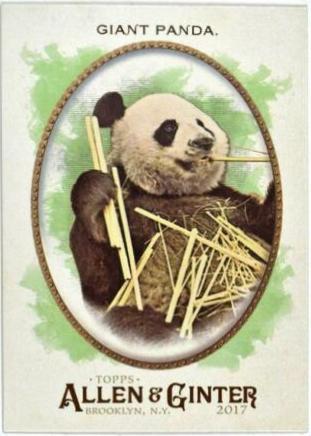 Giant Panda #276