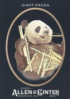 Giant Panda #276