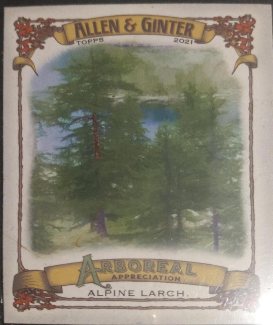 Alpine Larch #AA-7