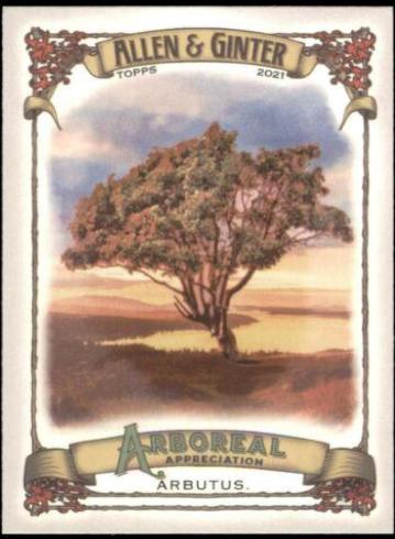 Arbutus #AA-9