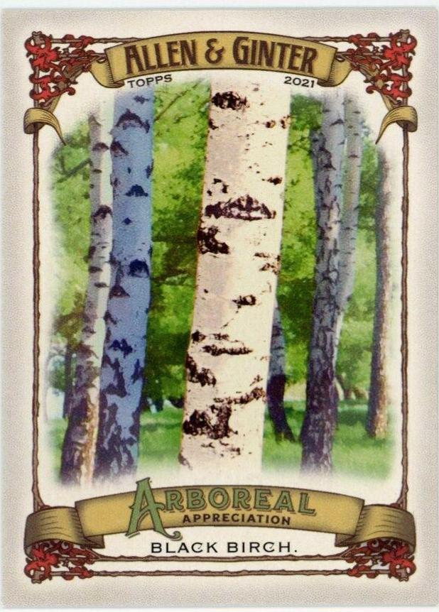 Black Birch #AA-11