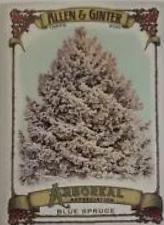Blue Spruce #AA-1