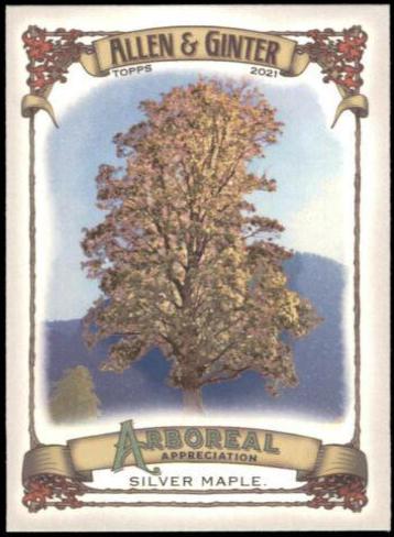 Silver Maple #AA-3