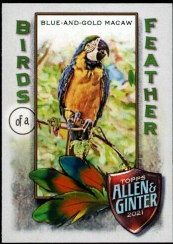 Blue-and-Gold Macaw #BOF-4