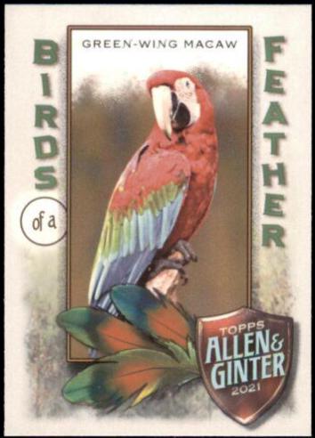 Green-Wing Macaw #BOF-8
