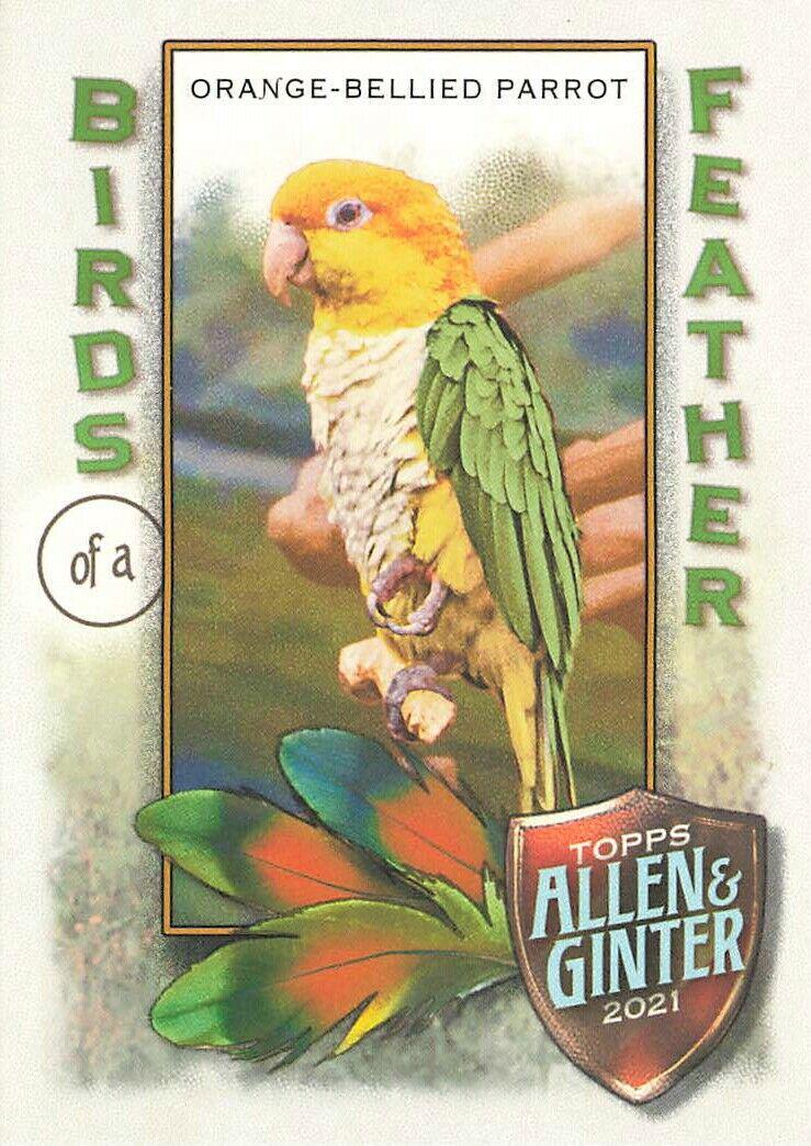 Orange-Bellied Parrot #BOF-9