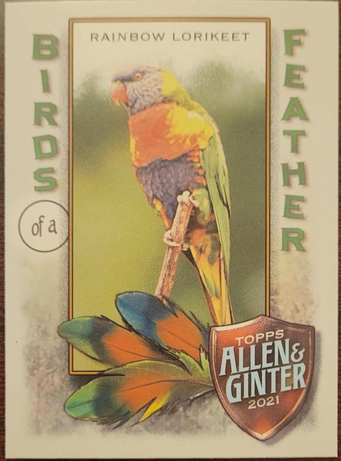 Rainbow Lorikeet #BOF-10