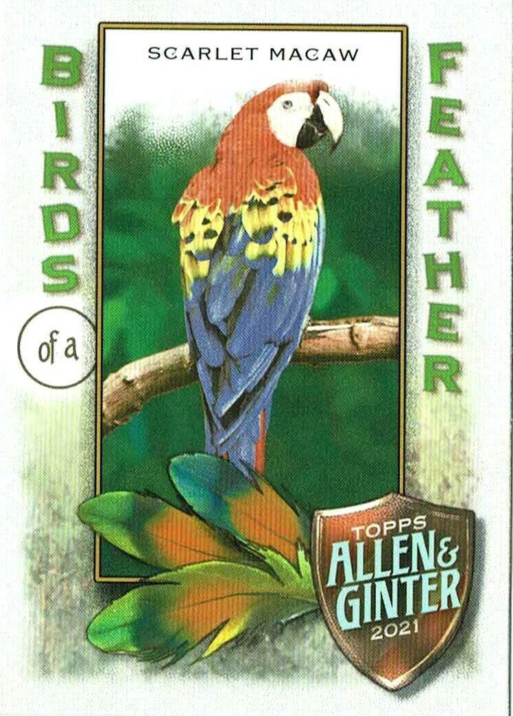 Scarlet Macaw #BOF-3