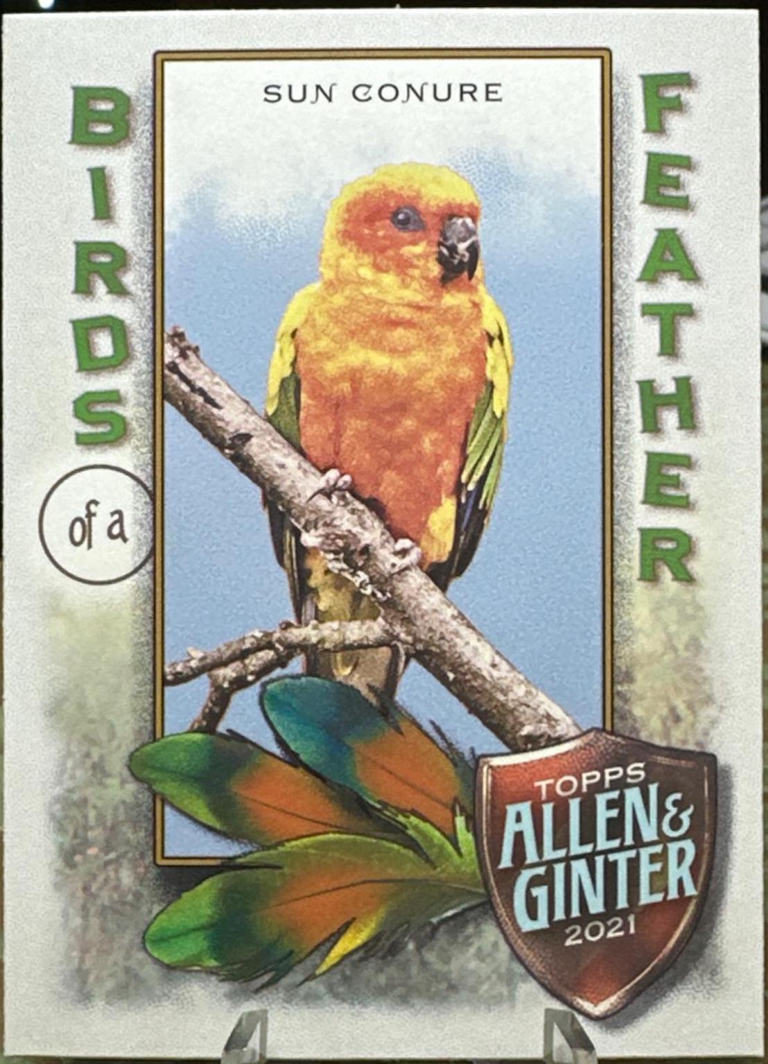 Sun Conure #BOF-2