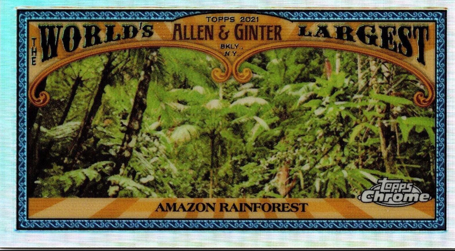 Amazon Rainforest #MWL-2