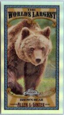 Brown Bear #MWL-20
