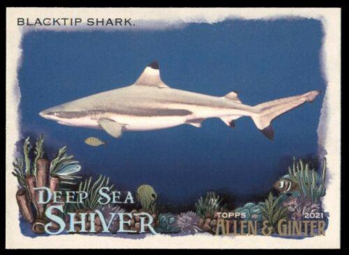 Blacktip Shark #DSS-8