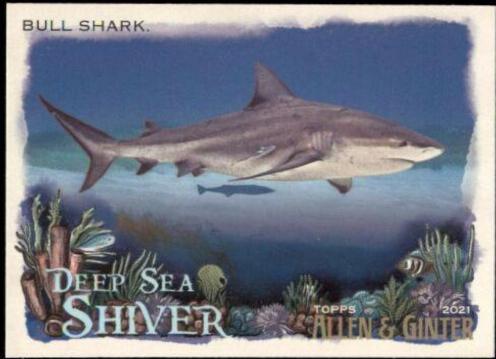 Bull Shark #DSS-2