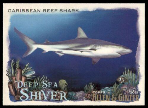 Caribbean Reef Shark #DSS-13