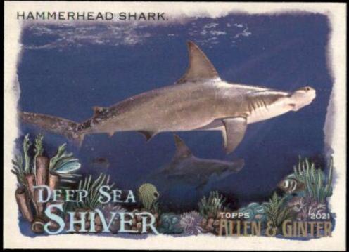 Hammerhead Shark #DSS-6