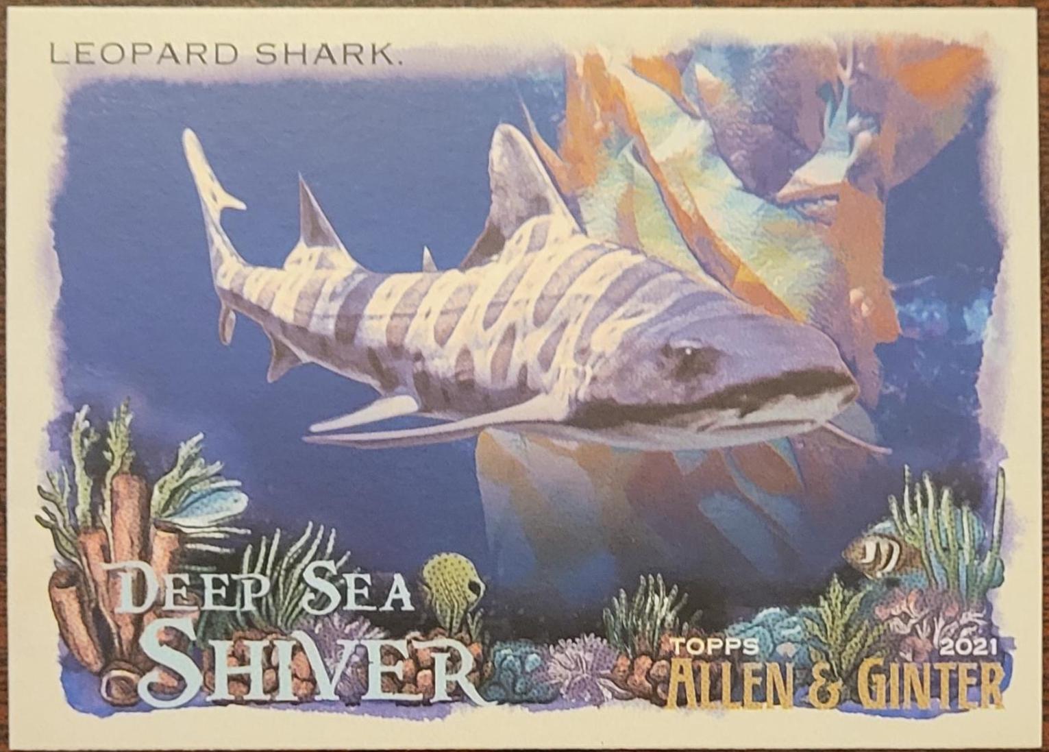 Leopard Shark #DSS-12