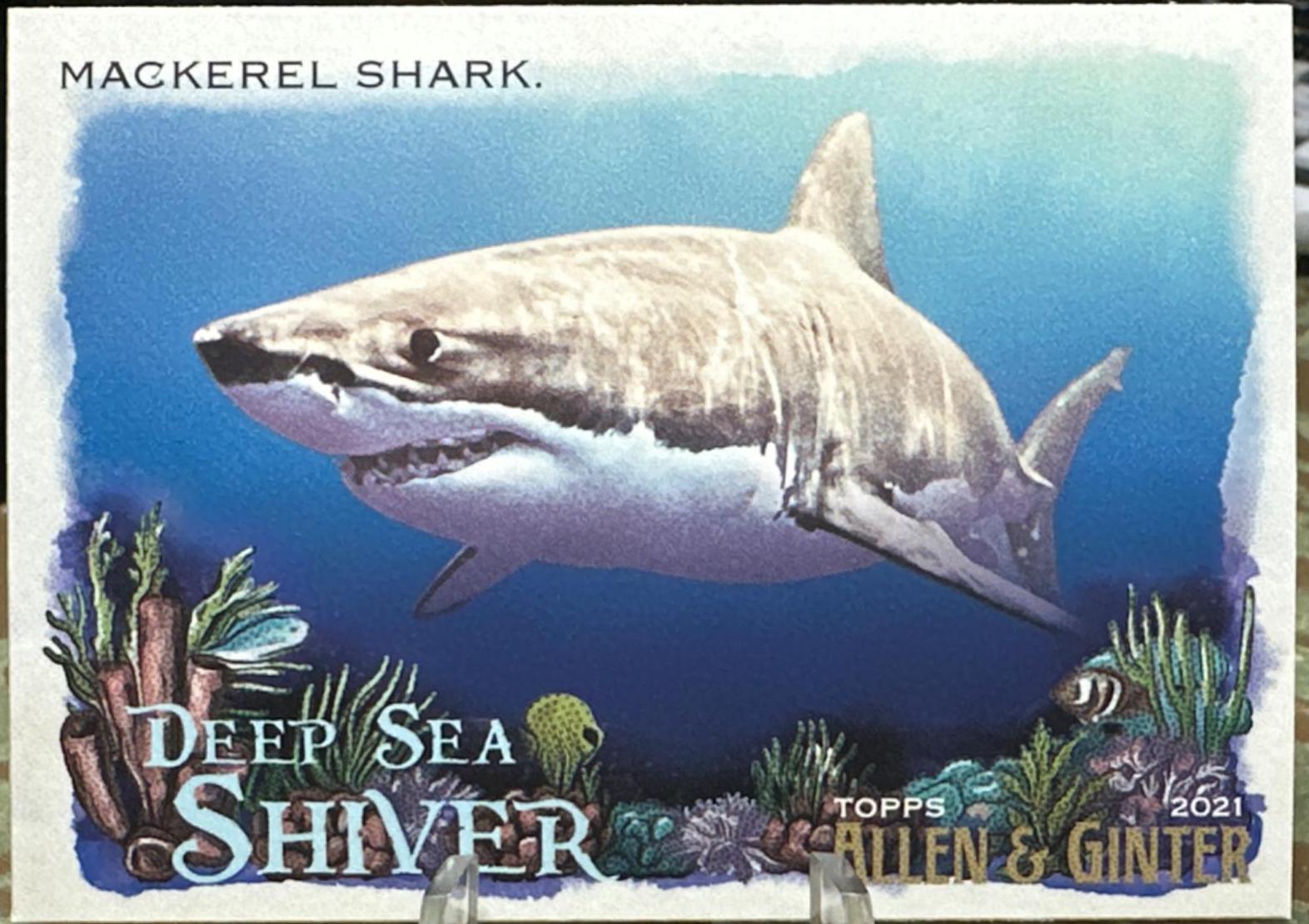 Mackerel Shark #DSS-11
