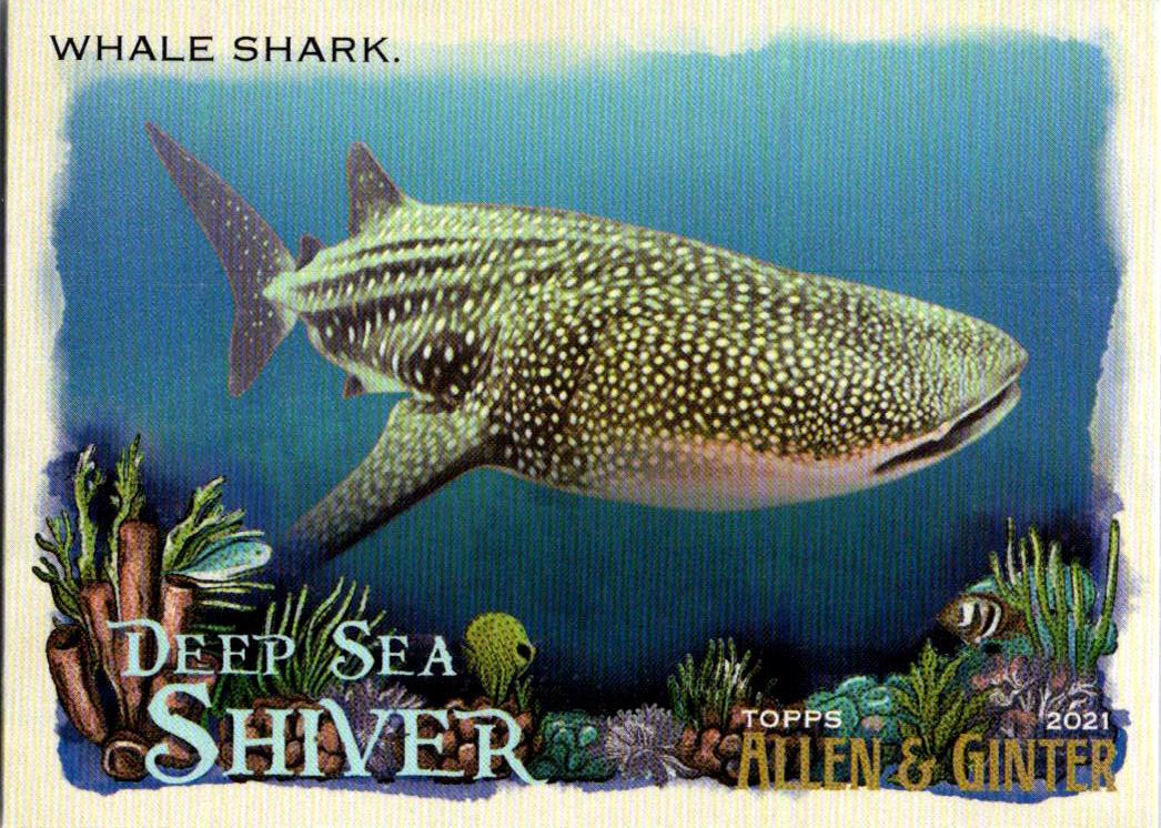 Whale Shark #DSS-9
