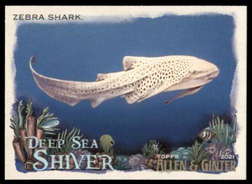 Zebra Shark #DSS-14