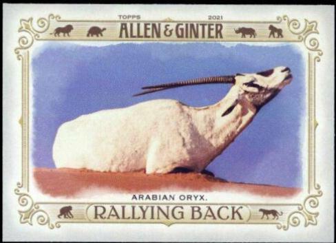 Arabian Oryx #RB-4