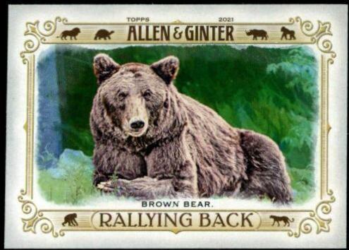 Brown Bear #RB-9