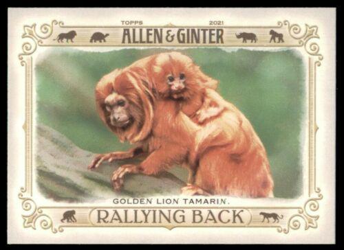 Golden Lion Tamarin #RB-8