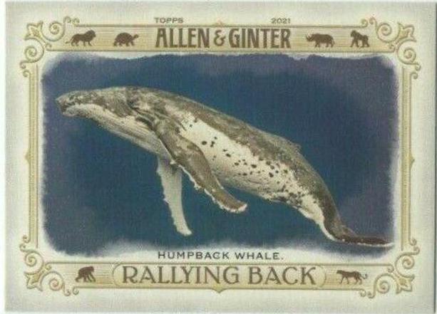 Humpback Whale #RB-6