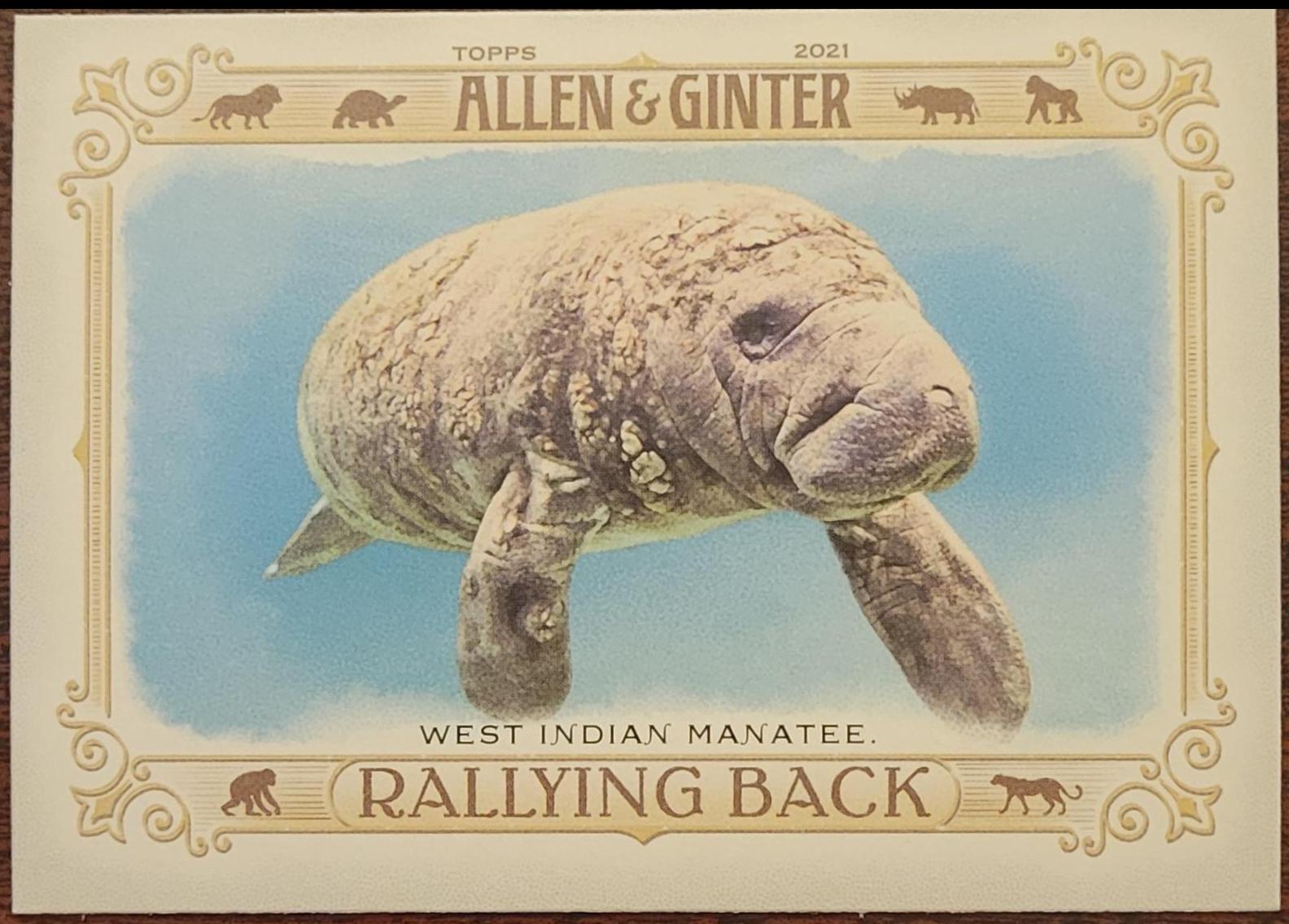 West Indian Manatee #RB-10