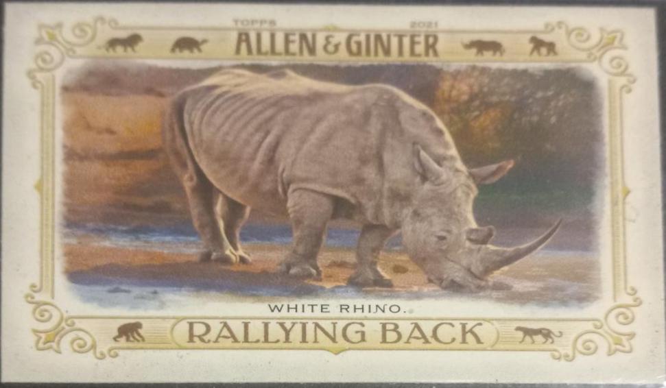 White Rhino #RB-7