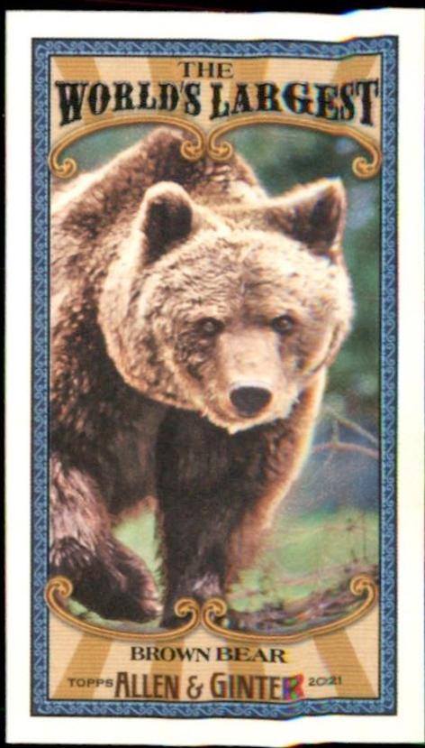 Brown Bear #MWL-20