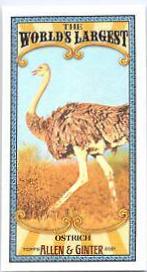 Ostrich #MWL-21