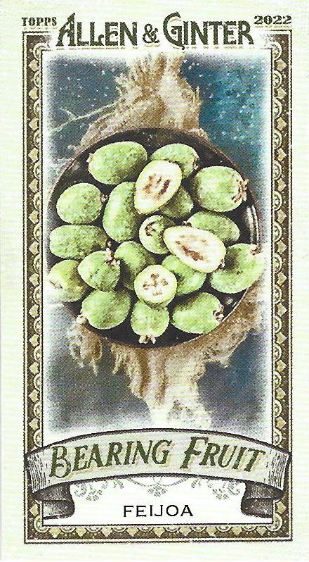 Feijoa #BF-8
