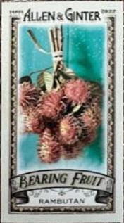 Rambutan #BF-15
