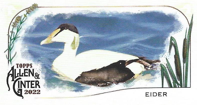 Eider #MD-4