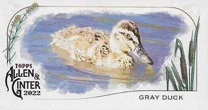 Gray Duck #MD-9