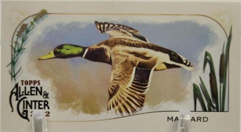 Mallard #MD-1