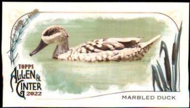 Marbled Duck #MD-3