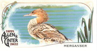 Merganser #MD-6