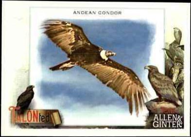 Andean Condor #TT-2