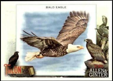 Bald Eagle #TT-5