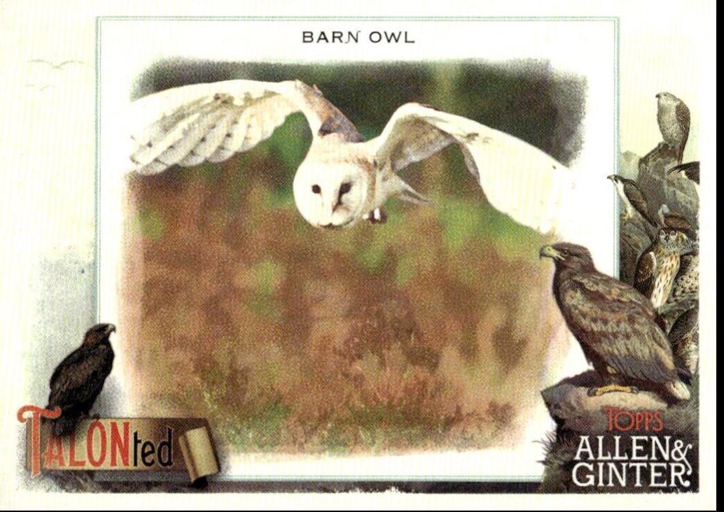 Barn Owl #TT-16