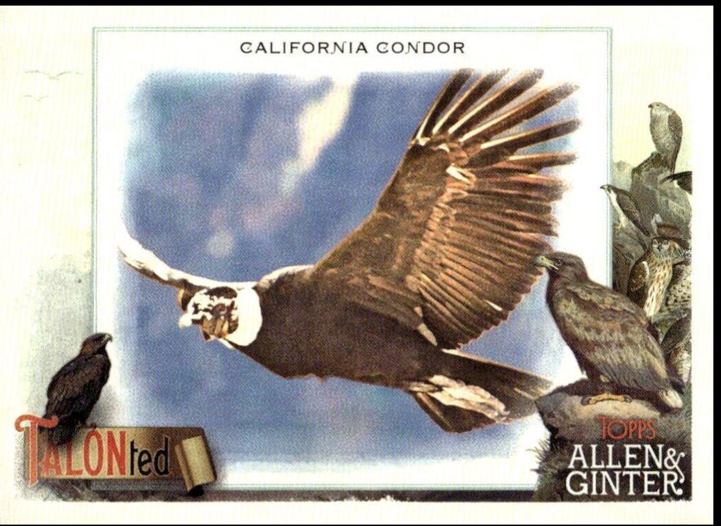 California Condor #TT-17